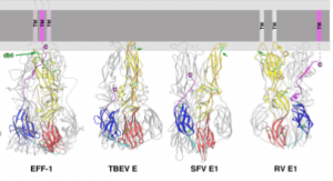 2.Comparison between the EFF-1 protein structure and the structure of fusion proteins from viruses (you can clearly see that they are identical in structure) Pérez-Vargas et al., Structural Basis of Eukaryotic Cell-Cell Fusion, Cell (2014), http://dx.doi.org/10.1016/j.cell.2014.02.020