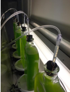 Expérience montrant l'émission accrue d'hydrogène par des algues fabriquées (bulles à la surface du liquide dans la bouteille) par rapport aux algues naturelles (sans bulles) (Crédit: Université de Tel-Aviv)