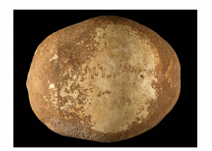 The 55,000-year-old anatomically modern human skull found in the cave. Photo: Clara Amit, Israel Antiquities Authority