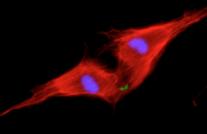 Deux cardiomyocytes néonatals (coloré en rouge) subissant la division cellulaire après le traitement avec NRG1