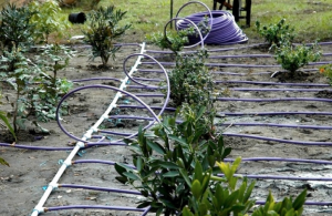 Système d'irrigation au goutte à goutte – ou micro-irrigation – mis au point par Netafim, société israélienne active dans plus de 100 pays.