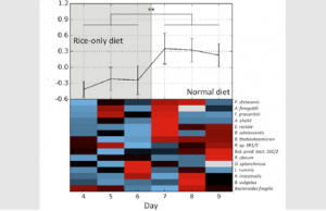 Bacterial growth rates computed with the new method (top, average; bottom, for specific species, red represents faster replication) for a human subject that underwent a radical dietary change. Compared are days in which only white boiled rice was consumed (grey area) and days of normal diet (white area). A global change in bacterial growth dynamics was observed between dietary regimens