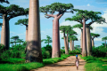 Le Baobab de Grandidier (Adansonia grandidieri) est un arbre de la famille des Bombacaceae.  C'est la plus grande des six espèces de baobabs endémiques de Madagascar. Certains atteignent 30 mètres de hauteur et 7,5 m de diamètre