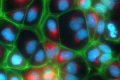 Fluorescently labeled polarized Upcyte® hepatocytes.
Credit: Prof. Yaakov Nahmias