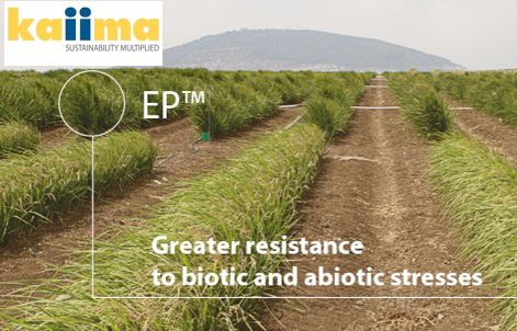 L'Atelier BNP Paribas: Kaiima (Israel) plateform, develops new crop  varieties for free GMO agriculture - Israël Science Info