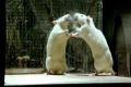 Des rats observés en situation de stress (film "Mon oncle d'Amérique")