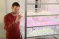Le directeur du laboratoire, le Dr. Yiftach Yakoby, examinant une boite de Petri contenant des mico-algues développées en laboratoire (Crédit: Université de Tel-Aviv)