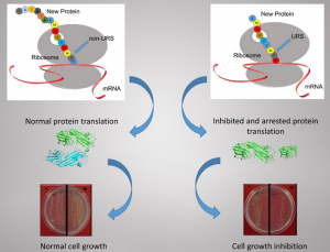 Underrepresented sequences (URSs) inhibit protein translation and can be lethal. Top, The genetic information is transferred to the protein synthesis machine, the ribosome, by messenger RNA. Amino acids (colored circles) are added one by one and the newly synthesized protein is pushed out of the ribosome. On the left is a normal sequence. On the right is a sequence with the strong URS – CMYW, which slows translation and prevents ribosome recycling. Middle, left, proteins fold and assemble correctly. On the right, fewer full-length proteins are produced and truncated proteins are also produced due to the URS effect on the ribosome. Bottom, E. coli cells grown on plates in the absence (-) or presence (+) of the protein translation signal molecule IPTG. On the left, cells grow normally with or without IPTG. On the right, cells grow normally when the URS containing protein is not synthesized (no IPTG). When IPTG is added, the URS containing protein synthesis is initiated (+), ribosomes are inhibited, and fewer colonies of the bacteria grow.
