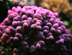 Stylophora pistillata est le corail le plus courant en mer Rouge