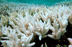 93 % de la Grande Barrière de corail a blanchi en Australie