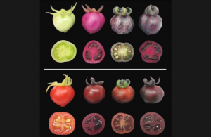 Unripe (top) and ripe (bottom) tomatoes. Regular tomatoes (far left) start out green and turn red when ripe. In contrast, genetically engineered tomatoes assume different shades of red-violet, depending on whether they produce betalains (second from left), pigments called anthocyanins (second from right) or betalains together with anthocyanins (far right)