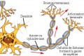 Structure schématique d’un neurone. Les flèches rouges indiquent le sens de progression de l’influx nerveux (crédits : Farish)