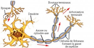 Structure schématique d’un neurone. Les flèches rouges indiquent le sens de progression de l’influx nerveux (crédits : Farish)