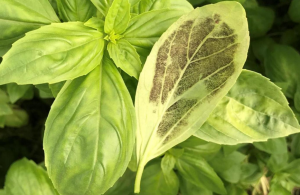 Basil infected with downy mildew. Photo courtesy of the lab of Bar-Ilan University Prof. Yigal Cohen and Genesis Seeds