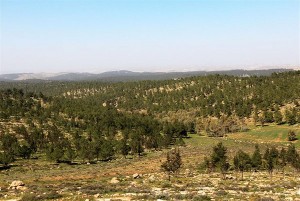 Yatir Forest