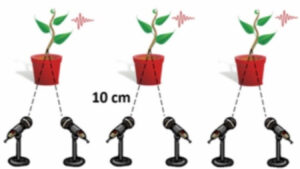 Illustration: Itzhak Khait et al., BioRxiv.