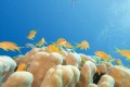 Corals in the Gulf of Aqaba (Photo Ove Hoegh-Guldberg)
