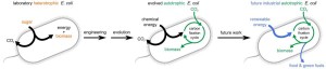 Researchers converted the common lab, sugar-eating (heterotrophic) E. coli bacterium (left) to producing all of its biomass from CO2 (autotrophic), using metabolic engineering combined with lab evolution. The new bacterium (center) uses the compound formate as a form of chemical energy to drive CO2 fixation by a synthetic metabolic pathway. The bacterium may provide the infrastructure for the future renewable production of food and green fuels (right)