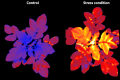 Whole-plant imaging of stress responses in potato plants (Hebrew U.)
