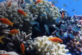 Photo : red sea reef foundation