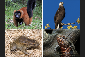 Some of the range-restricted evolutionary unique species. The Red ruffed lemur (photo credit: Charles J Sharp), Madagascar fish eagle (photo credit: Anjajavy le Lodge), Hula painted frog (photo credit: Gopal Murali - own image), and Chinese Crocodile Lizard (photo credit: Holger Krisp). All images from Wikimedia Commons.